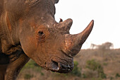 White rhino (Ceratotherium simum), Zimanga game reserve, KwaZulu-Natal, South Africa