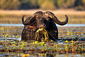 Kaffernbüffel (Syncerus caffer) beim Fressen im Fluss, Chobe National Park, Botswana, Afrika