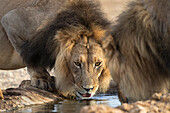 Lion (Panthera leo) drinking, Kgalagadi transfrontier park, Northern Cape, South Africa, Africa