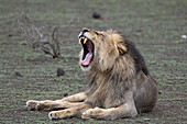 Löwe (Panthera leo) gähnt, Mashatu Wildreservat, Botswana, Afrika