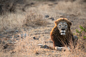 Löwe (Panthera leo), Zimanga private game reserve, KwaZulu-Natal, Südafrika, Afrika