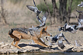 Black-backed jackal (Lupulella mesomelas) hunting Cape turtle doves (Streptopilia capicola), Kgalagadi Transfrontier Park, Northern Cape, South Africa, Africa