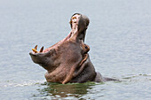 Nilpferd (Hippopotamus amphibius) beim Gähnen, Krüger-Nationalpark, Südafrika, Afrika