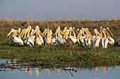 Great white pelicans (Pelecanus onocrotalus), Chobe National Park, Botswana, Africa