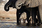 Afrikanischer Elefant (Loxodonta africana), trinkendes Kalb, Chobe National Park, Botswana, Afrika
