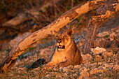 Löwin (Panthera leo), Chobe National Park, Botswana, Afrika