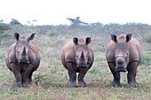 White rhinos (Ceratotherium simum) horned and dehorned, Zimanga Game Reserve, KwaZulu-Natal, South Africa, Africa