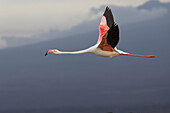 Greater flamingo (Phoeniconaias roseus) in flight, Amboseli National Park, Kenya, East Africa, Africa