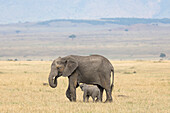 African elephant (Loxodonta africana) calf suckling, Masai Mara, Kenya, East Africa, Africa