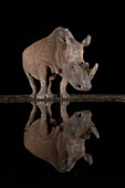 White rhino (Ceratotherium simum) at night, Zimanga Game Reserve, KwaZulu-Natal, South Africa, Africa