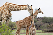 Giraffe (Giraffa camelopardalis) beruhigt Kalb, Mashatu Game Reserve, Botswana, Afrika