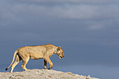 Löwin (Panthera leo), Amboseli National Park, Kenia, Ostafrika