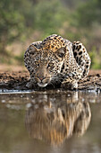 Leopard (Panthera pardus) drinking, Zimanga private game reserve, KwaZulu-Natal, South Africa, Africa