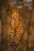 Cheetah (Acinonyx jubatus). Zimanga private game reserve, KwaZulu-Natal, South Africa, Africa