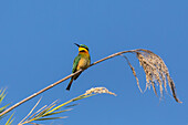 Little bee-eater (Merops pusillus), Chobe National Park, Botswana, Africa