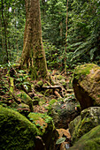 Regenwald, Santubong, Sarawak, Borneo, Malaysia, Südostasien, Asien