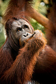 Orang-Utan im Semenggoh Wildlife Rehabilitation Center, Sarawak, Borneo, Malaysia, Südostasien, Asien