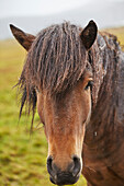 Ein Islandpony, in der Landschaft nahe der Stadt Grundarfjordur, auf der Halbinsel Snaefellsnes, Westküste Islands, Polargebiete