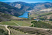 View over the Wine Region of the Douro River, UNESCO World Heritage Site, Portugal, Europe