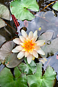 Water lily in a bucket