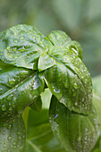 Basilikumpflanze mit Wassertropfen (Close up)
