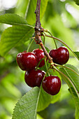 Prunus avium Folfer