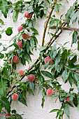 Pfirsich (Prunus persica) 'Avalon Pride'