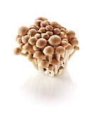 Buna-shimeji mushrooms, Hypsizygus tessulatus, Buna shimeji mushrooms, Hypsizygus tessulatus