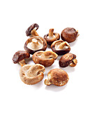 Shiitake (Lentinula edodes)