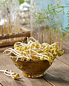 Yellow bean sprouts, Vigna radiata