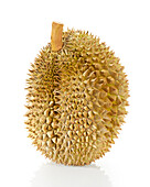 Durian Mon Thong (Durio zibethinus)