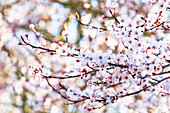 Blossom of the ornamental plum