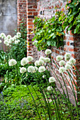 Zierlauch (Allium) in Weiss vor einer Backsteinmauer