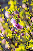 Flowering Almond (Prunus triloba)