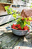 Pick red currants