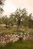 Olive trees (Veneto)