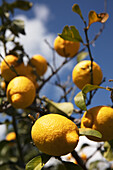 Zitronenbaum in Kampanien