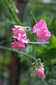 Vetches in the summer garden (Lathyrus latifolius)