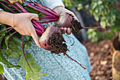 Freshly harvested beetroot from the garden in hands