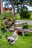 Hahn im ländlichen Garten mit Holzbank und Milchkanne