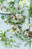 Wachteleier und Gänseblümchen (Bellis Perennis) auf Holztisch, Tischdeko