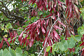 Gewöhnlicher Judasbaum (Cercis siliquastrum)