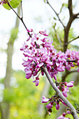 Blüte vom gewöhnlichen Judasbaum (Cercis siliquastrum)