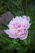 Pfingstrose (Paeonia) 'Sarah Bernhardt' im Garten