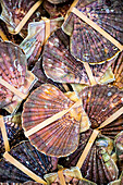 Raw scallops