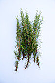 Rosemary