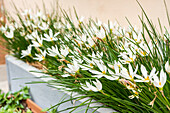 Weiße Zephyrlilien (Zephyranthes) im Blumenbeet im heimischen Garten