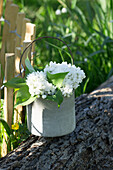 Sträußchen aus weißen Fliederblüten (Syringa) in Blumentopf