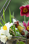 Spring flowers, pasque flower (Pulsatilla) and daffodils (Narcissus) in a jute bag and rooster figurine