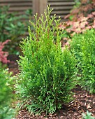 Lebensbaum (Thuja occidentalis) 'Smaragd'